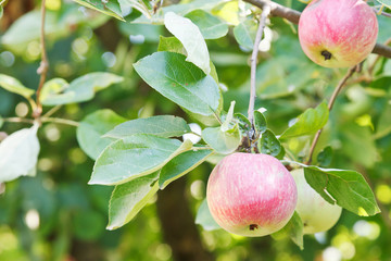 two red apples on branch close up