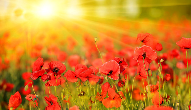 poppy field in summer day