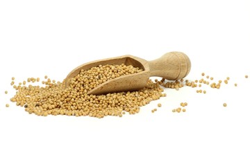 Senfkörner mit Holzschippe isoliert auf weißem Hintergrund