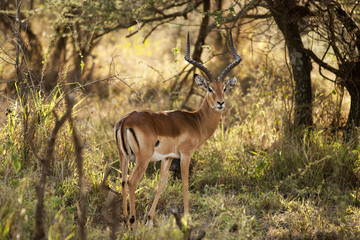 Naklejka premium Impala ram