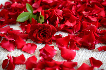 red rose on roses petals 2