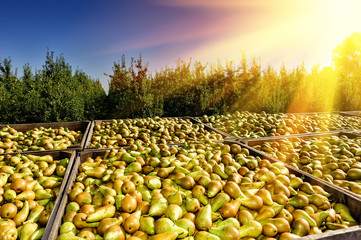 Freshly harvested pears
