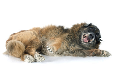 Obraz premium old belgian shepherd