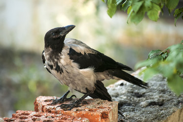 Fototapeta premium Magpie living in urban grunge environment closeup