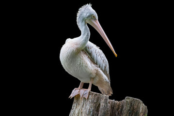 pelican isolated on black background