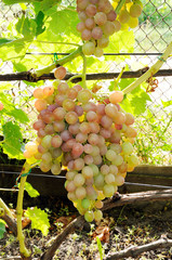 cluster of pink grape on vine