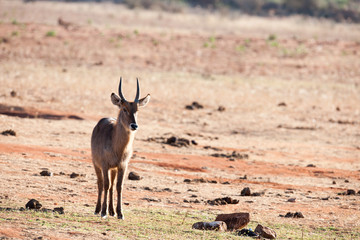 Obraz premium antelope