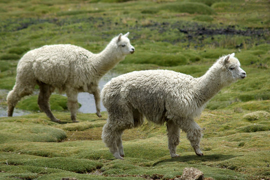 Two white alpacas on a green field, Peru