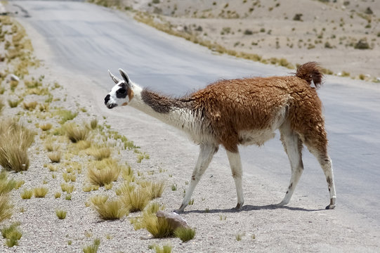 Vicuna on the road, Peru