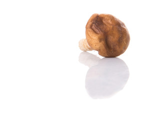 Edible mushroom over white background