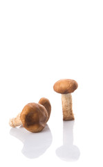 Edible mushroom over white background