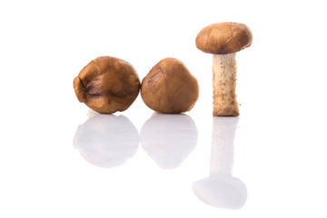 Edible mushroom over white background