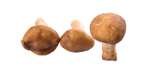 Edible mushroom over white background