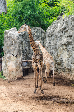giraffe