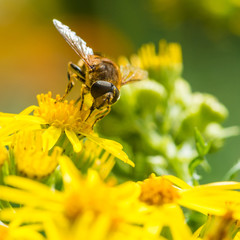 Drone Fly Browsing