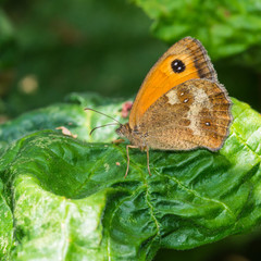 Obraz premium Gatekeeping The Twisted Hazel