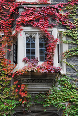 Fototapeta na wymiar college building bay window with colorful ivy