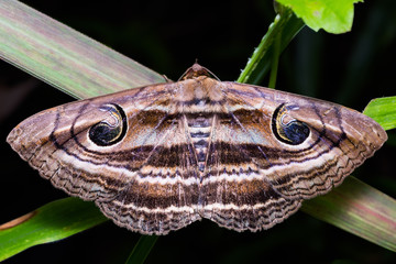 Eyed Rustic moth