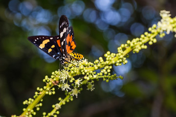 Episteme moth