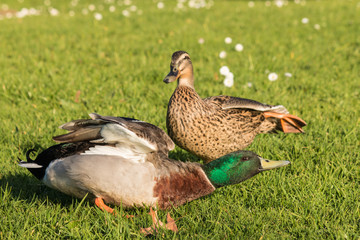 stretching male and female mallards