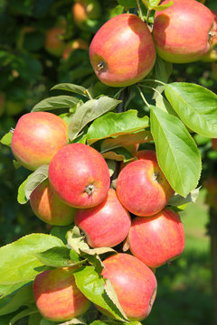 Apflelbaum