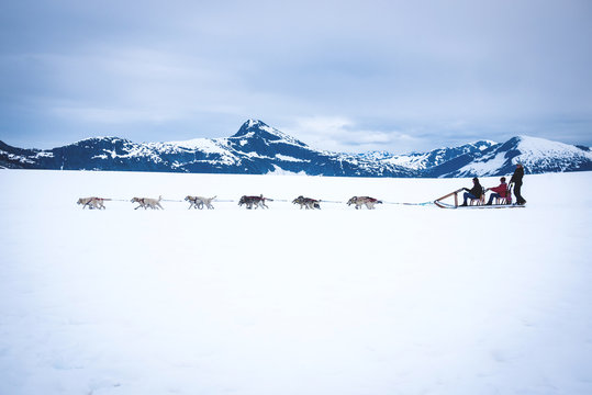 Tourists are pulled by a dog sled along the Norris Glacier in Al