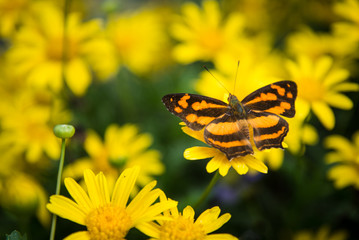 Obraz premium Monarch butterfly among yellow daisies