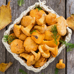 Basket with chanterelles, top view