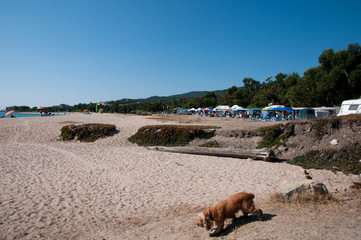 dog on a beach in Corsica, france