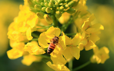 Obraz premium Canola flower and bee