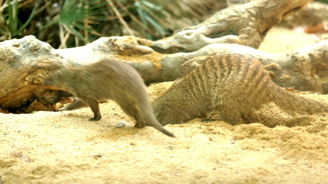 Banded mongoose digging the ground