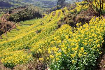 spring landscape China