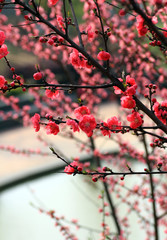 Plum flower