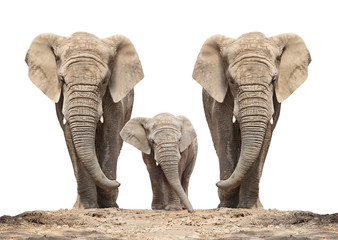 Famille d& 39 éléphants d& 39 Afrique (Loxodonta africana) sur fond blanc.