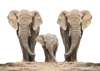 Poster Afrikaanse olifant (Loxodonta africana) familie op een wit. © Kletr