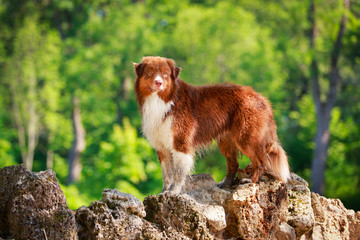 Australian shepherd dog