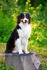 Australian shepherd dog