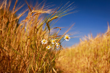 Obraz premium barney field