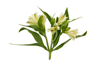 Obraz premium White lily on a white background