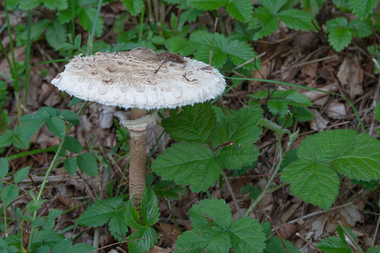 Fungo Mazza di Tamburo