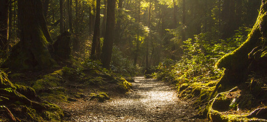 Fototapeta premium Ścieżka lasu deszczowego