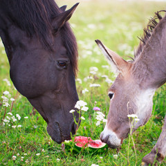 horse and donkey eat watermelon