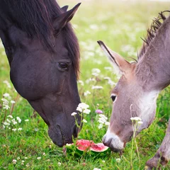 Crédence de cuisine en verre imprimé Âne horse and donkey eat watermelon