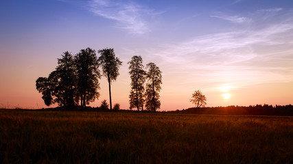 field with trees