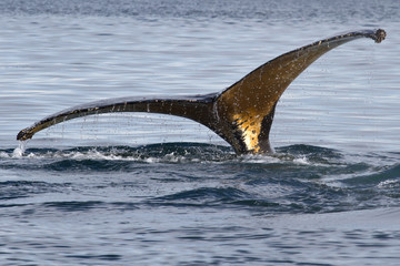 Obraz premium humpback whale tail diving into the water at an angle