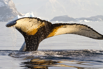 humpback whale tail that dives into the water on a sunny afterno - obrazy, fototapety, plakaty