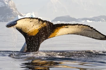 Poster Im Rahmen Buckelwalschwanz, der an einem sonnigen Nachmittag ins Wasser taucht © Tarpan