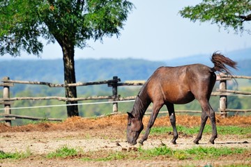 Horse on the horse farm