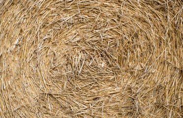 Abstrack texture close up golden straw for background