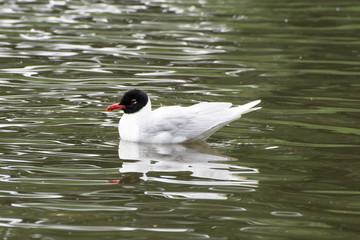 Mediterranean Gull on water in the UK